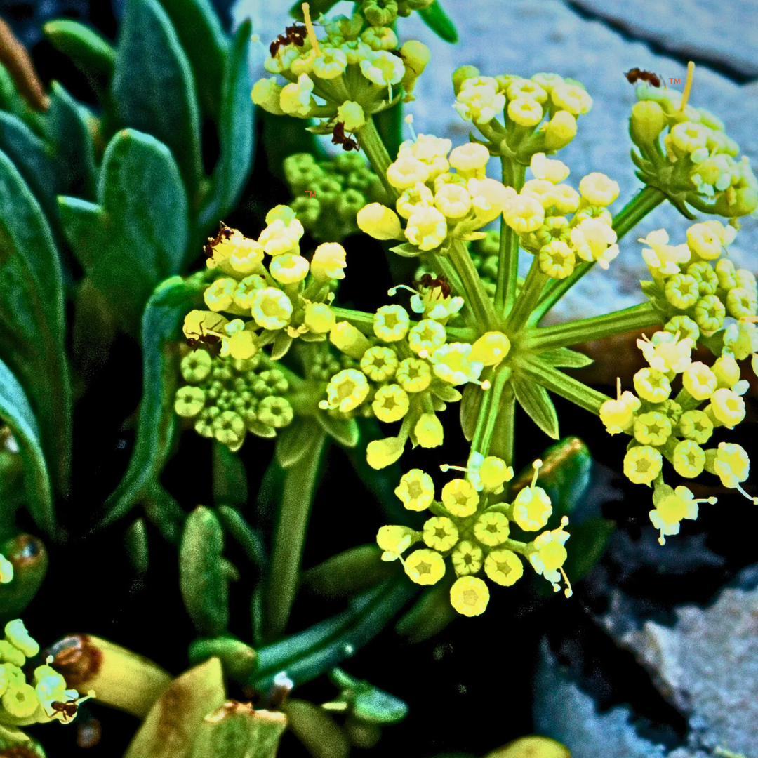 Ingredient Spotlight: Biomimetic vs. Biotechnology